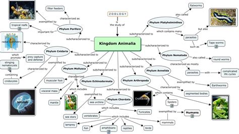 Distinctions of the Five Kingdoms: Kingdom Animalia | Kingdom animalia ...