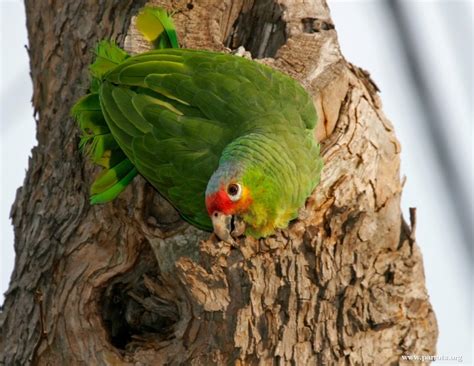 Parrot Encyclopedia | Red-lored Amazon | World Parrot Trust