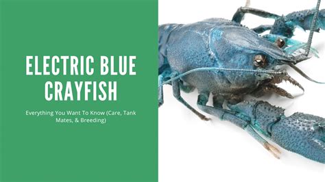 Guide to Keeping Electric Blue Crayfish: Care, Breeding, and Tank Size ...