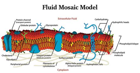 Describe the Structure of Plasma Membrane Using Fluid Mosaic Model ...