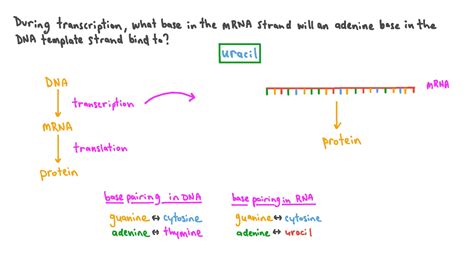 Dna Base Pairing Worksheet – E Street Light