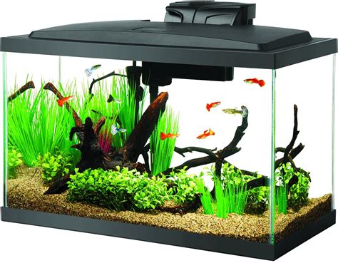 10 Gallon Fish Tanks - Options and Reviews 2020 | A Little Bit Fishy