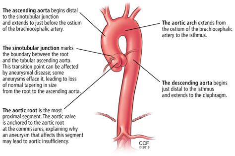 Ascending Aorta Normal Size | Renew Physical Therapy