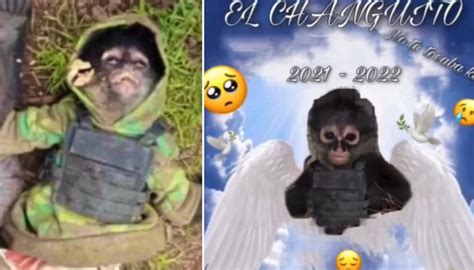 Pet monkey sporting bulletproof vest goes viral after being killed in ...