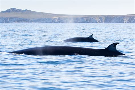 Celebrating a major milestone towards protecting endangered sei whales ...