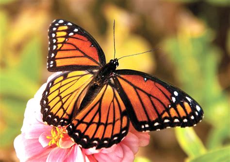 Garden Designer Shows How To Create Your Own Monarch Butterfly Habitat ...