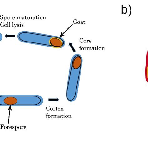 (a) Formation of spores by endospore-forming B. cereus. Upon ...