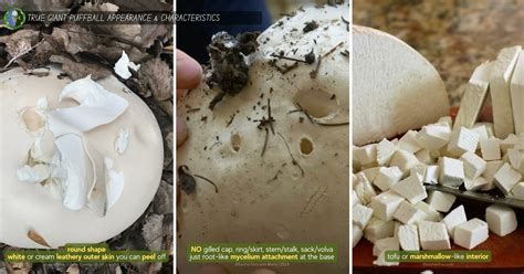 Giant Puffball Mushroom Poisonous and Edible Look-Alikes