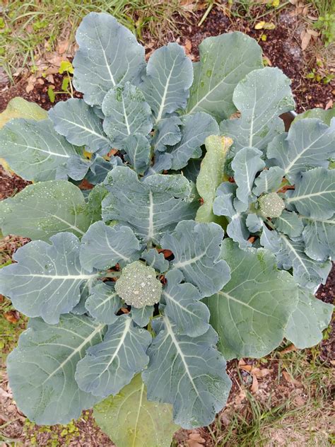 My first attempt at growing broccoli : r/gardening