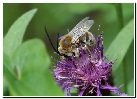 Long-horned Bees (TVA, Norris Dam Songbird Trail Area Organisms ...