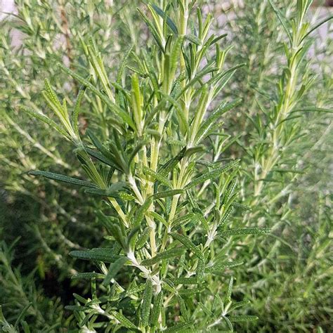 Arp Rosemary (Rosmarinus officinalis Arp) is a very cold hardy shrub ...