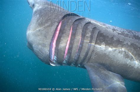 Basking Shark stock photo - Minden Pictures