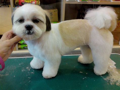 Shih Tzu Teddy bear cut | Puppies and Grooming | Pinterest | I love ...