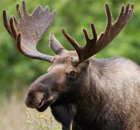 Naturally Shed Moose Antlers | Glad Dogs Nation