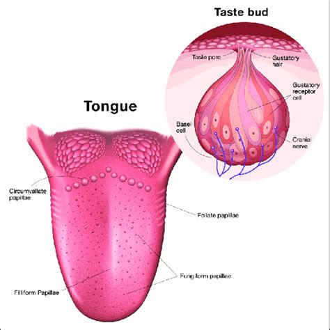 human tongue anatomy of papillae and taste buds. Circumvallate ...