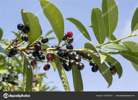 Cherry Laurel Berries