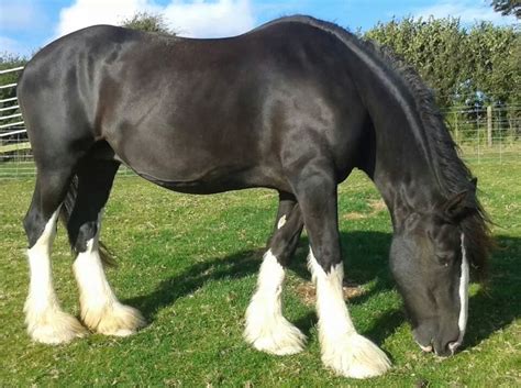 Shire Horse Breed Information, History, Videos, Pictures