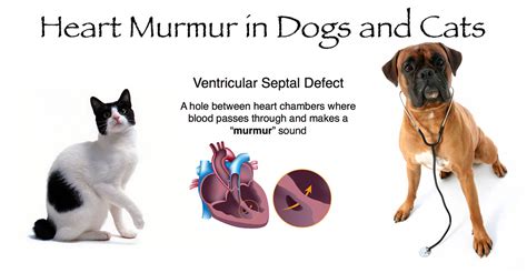 Heart Murmur in Dogs and Cats - Innocent and Pathologic