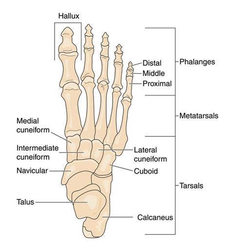 Foot & Ankle Anatomy | Dr. Sanford | Bone and Joint Specialists