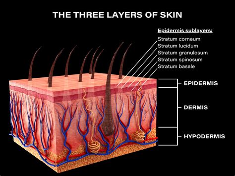 The Three Layers of Skin and How They Function