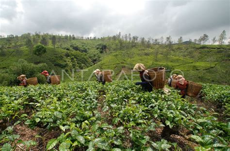 PERKEBUNAN TEH RAKYAT | ANTARA Foto