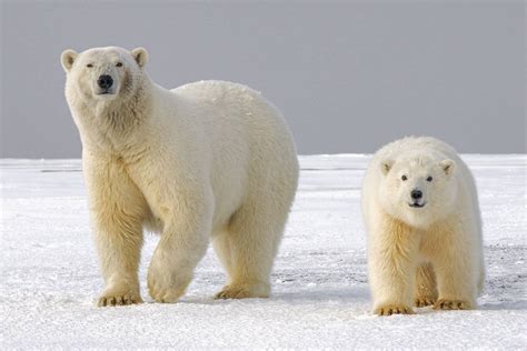 Are Polar Bears Endangered in 2023? Here's What's Putting Them at Risk ...