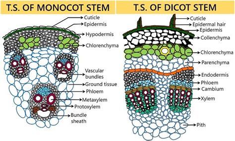 Difference Between Monocot and Dicot Stem (with Comparison Chart ...