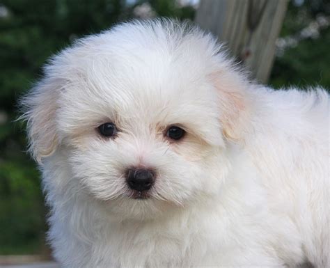 Pomeranian Maltese Mix Full Grown