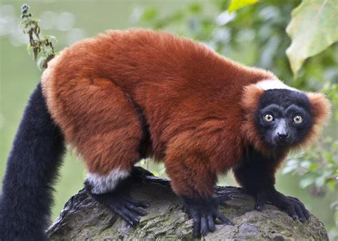 Red Ruffed Lemur Facts, Diet, Habitat, Pictures