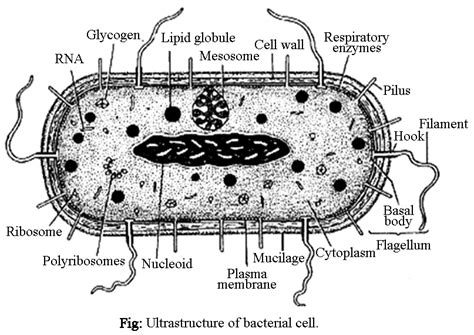 ULTRASTRUCTURE OF BACTERIAL CELL