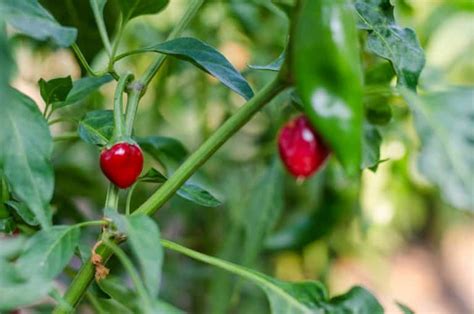 Chiltepin Pepper Guide: Heat, Flavor, Uses