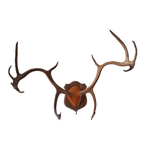 Caribou Antlers - Taxidermy Mounts for Sale and Taxidermy Trophies for ...