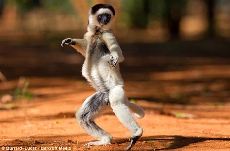 We like to move it, move it - Dancing lemurs stage tribute Madagascar's ...