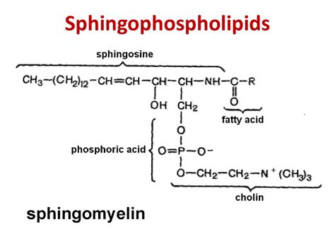 Lipid metabolism - презентация онлайн