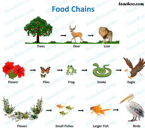 Food Chain and Food Web - Meaning, Diagrams, Examples - Teachoo