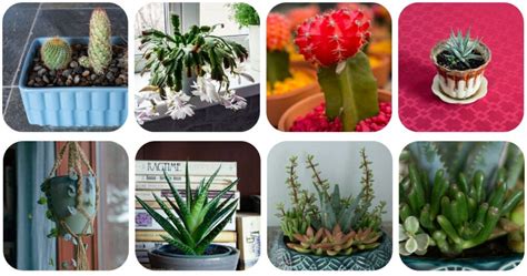 These 12 Types of Succulents Will Thrive Indoors!