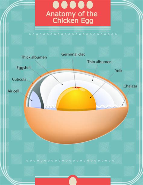 Anatomy Of An Egg - Anatomical Charts & Posters