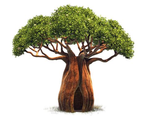 Baobab Tree Drawing - ClipArt Best