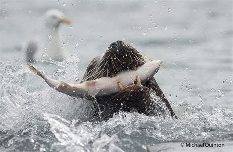 STELLER’S SEA LIONS | JOURNAL OF A WILDLIFE PHOTOGRAPHER