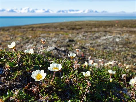 Learn How Different Plants Of The Tundra Survive | Gardening Know How