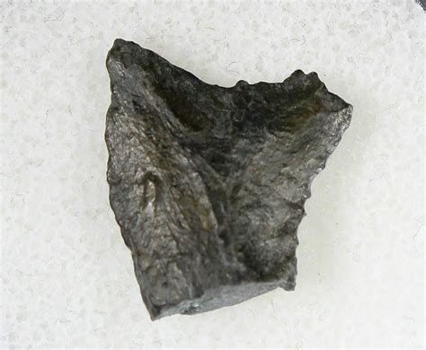 Bizarre Edestus Shark Tooth - Illinois (#18686) For Sale - FossilEra.com