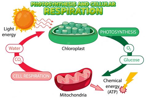 Cellular Respiration Diagram