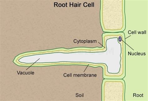 Root Hair Cells | Occurrence, Dimensions, Structure