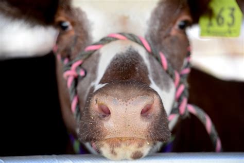 Some American adults think chocolate milk comes from brown cows