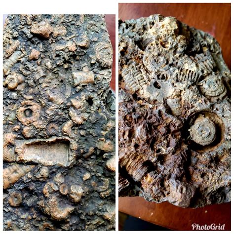 My fossils I found in Limestone county, north Alabama : r/fossilid