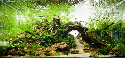 90x45x45cm planted dragon stone aquascape in 2020 | Nature aquarium ...