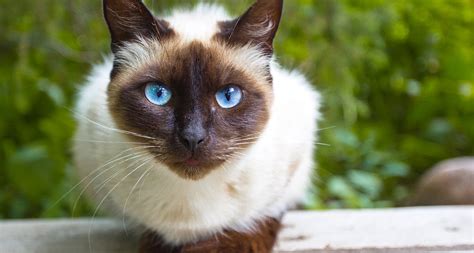 Siamese Cat Breed: Facts, Temperament & Care Info | BeChewy