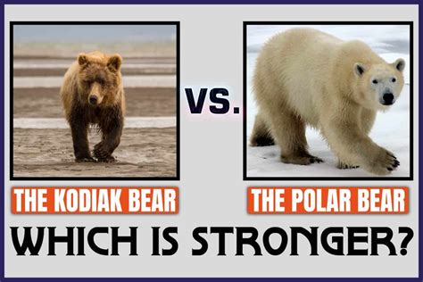 The Kodiak Bear Vs. The Polar Bear: Which Is Stronger? - Johnny Holland