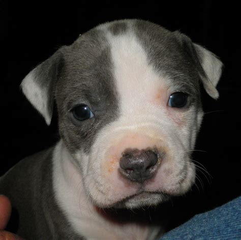 American Staffordshire Pit Bull Terrier Puppies | PetHelpful