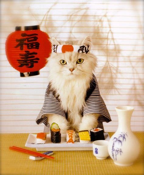 13 Cats Eating Sushi | Kittens cutest, Cute cats, Kitten art